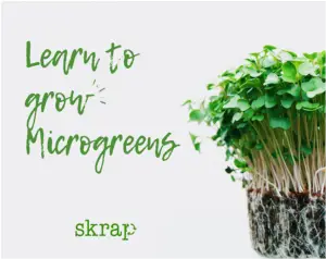 Grow your own Microgreens